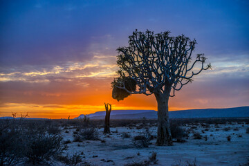 desert before dawn