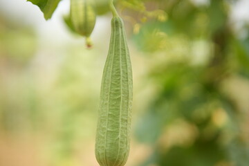 Luffa acutangula 