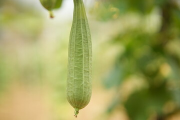 Luffa acutangula 