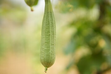 Luffa acutangula 