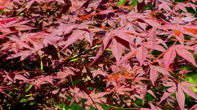한국,붉은단풍나무,단풍나뭇잎,나뭇잎,식물,Korea, red maple, maple leaf, leaf, plant