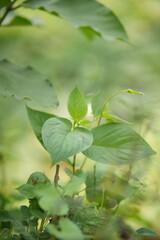 close up of a green leaf