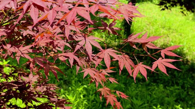 한국,붉은단풍나무,단풍나뭇잎,나뭇잎,식물,Korea, red maple, maple leaf, leaf, plant