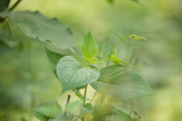 close up of a green leaf