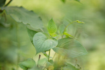 close up of a green leaf