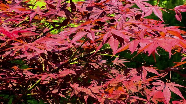 한국,붉은단풍나무,단풍나뭇잎,나뭇잎,식물,Korea, red maple, maple leaf, leaf, plant