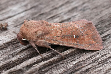 Closeup on a European White-point owlet moth Mythimna albipuncta