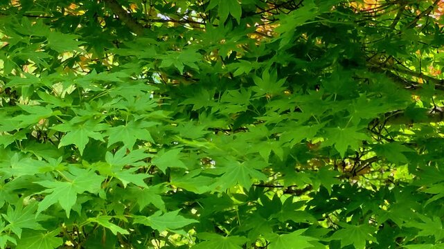 한국, 단풍나무,단풍나뭇잎,나뭇잎,식물,Korea, maple, maple leaf, leaf, plant
