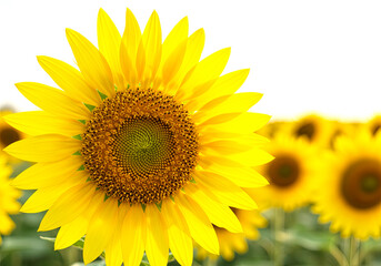 Fototapeta premium Bright Yellow Sunflower Flower in Full Bloom Close-Up