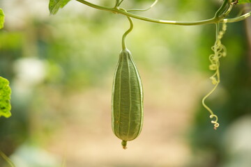 Luffa acutangula 