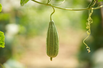 Luffa acutangula 