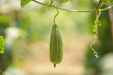 Luffa acutangula 