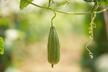 Luffa acutangula 