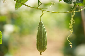 Luffa acutangula 
