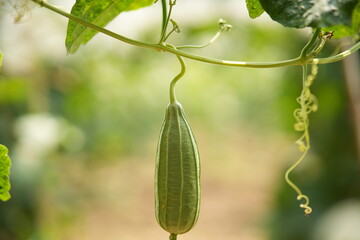 Luffa acutangula 