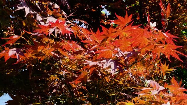 한국,붉은단풍나무,단풍나뭇잎,나뭇잎,식물,Korea, red maple, maple leaf, leaf, plant