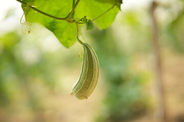 Luffa acutangula 