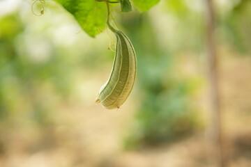 Luffa acutangula 