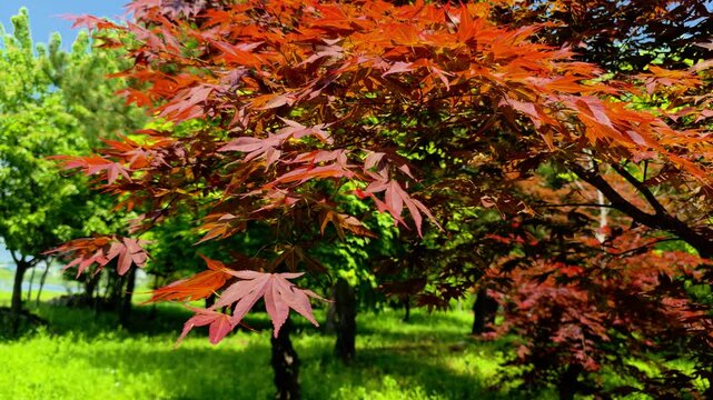 한국,붉은단풍나무,단풍나뭇잎,나뭇잎,식물,Korea, red maple, maple leaf, leaf, plant