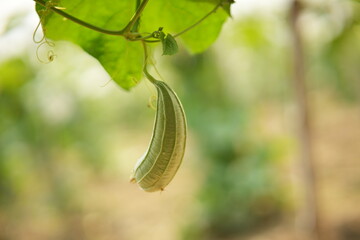 Luffa acutangula 