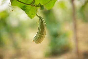 Luffa acutangula 