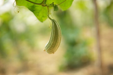 Luffa acutangula 