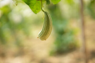 Luffa acutangula 