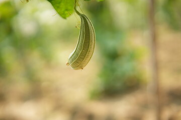 Luffa acutangula 