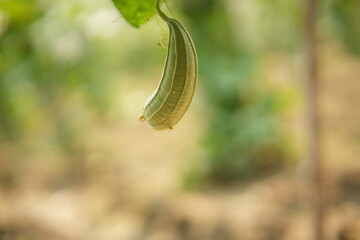 Luffa acutangula 