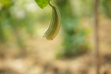 Luffa acutangula 