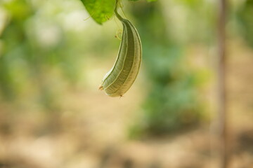 Luffa acutangula 