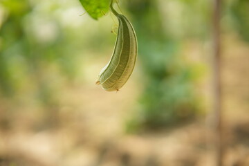 Luffa acutangula 