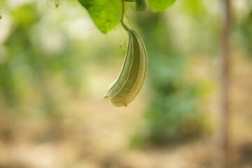 Luffa acutangula 