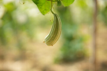 Luffa acutangula 