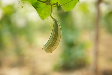 Luffa acutangula 