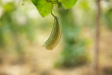 Luffa acutangula 