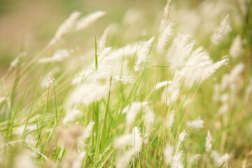 nature, green, background, forest, trees, grass, landscape, outdoors, sunlight, leaves, summer, park, environment, foliage, natural, scenery, flora, meadow, wood, jungle, wilderness, eco, vibrant, fre