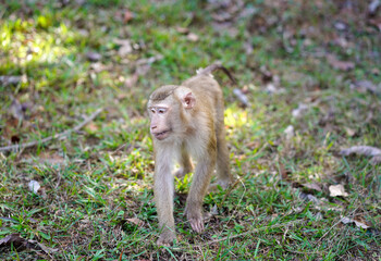 Fototapeta premium Monkeys walking on the grass at Lam Ta Khong campground, Khao Yai National Park, Thailand.
