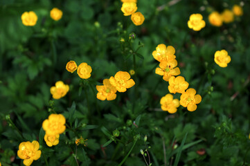 Creeping buttercup (Ranunculus repens) grows in nature