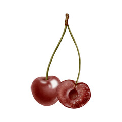 Two cherries on twin branch - whole and cross-cut without pit. Juicy watercolor illustration showing fresh fruit interior for healthy food packaging, cooking blogs or juice branding