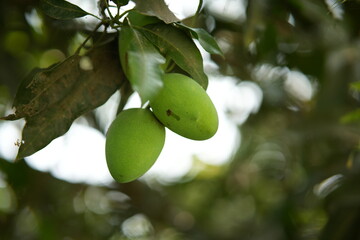 green mango fruit,Close up tree with green mango fruit in the garden.