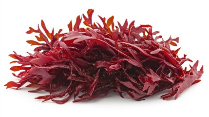 Close-up of dulse seaweed, a red alga, stacked on a white surface, studio shot, showing the texture and color of the edible sea vegetable