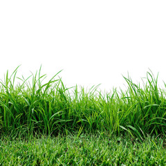 Fototapeta premium Lush green grass field with blades of grass detailed on isolated background