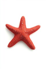 Obraz premium Isolated Red Starfish on White Background Overhead Close Up Still Life Marine Biology Oceanography Summer Vacation Beach