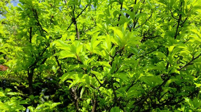 한국, 단풍나무,단풍나뭇잎,나뭇잎,식물,Korea, maple, maple leaf, leaf, plant