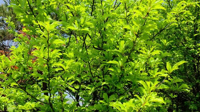 한국, 단풍나무,단풍나뭇잎,나뭇잎,식물,Korea, maple, maple leaf, leaf, plant