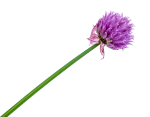 Single chive stalk with purple blossom isolated on transparent background