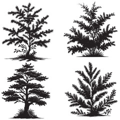 Yew Tree Silhouette 