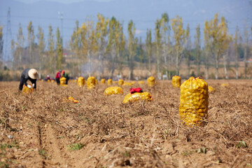 Obraz premium Shanxi potato field in autumn, harvest time, China