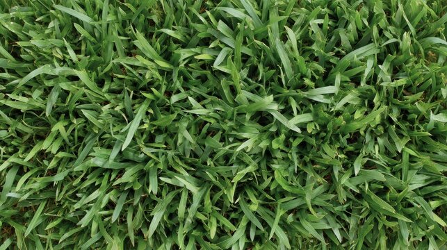 Dense patch of freshly cut Bermuda grass showcases vibrant green blades in sharp focus, bathed in soft natural light, highlighting its lush texture and color